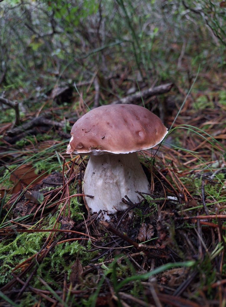 Boletus Edulis