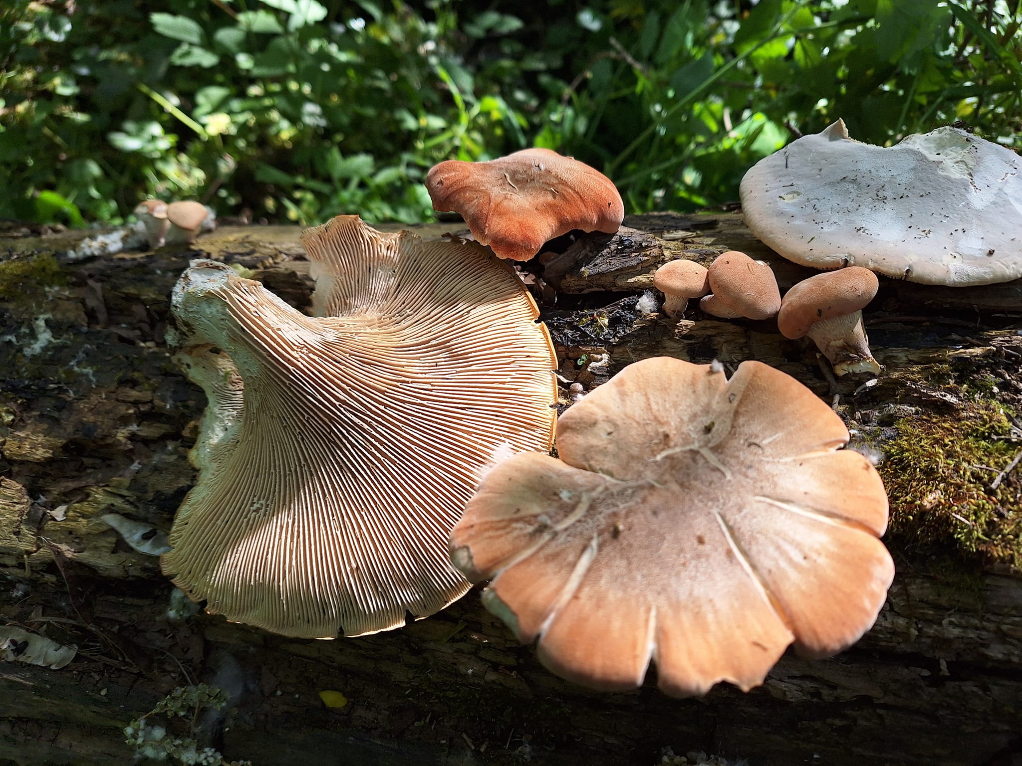 Neolentinus Degener
