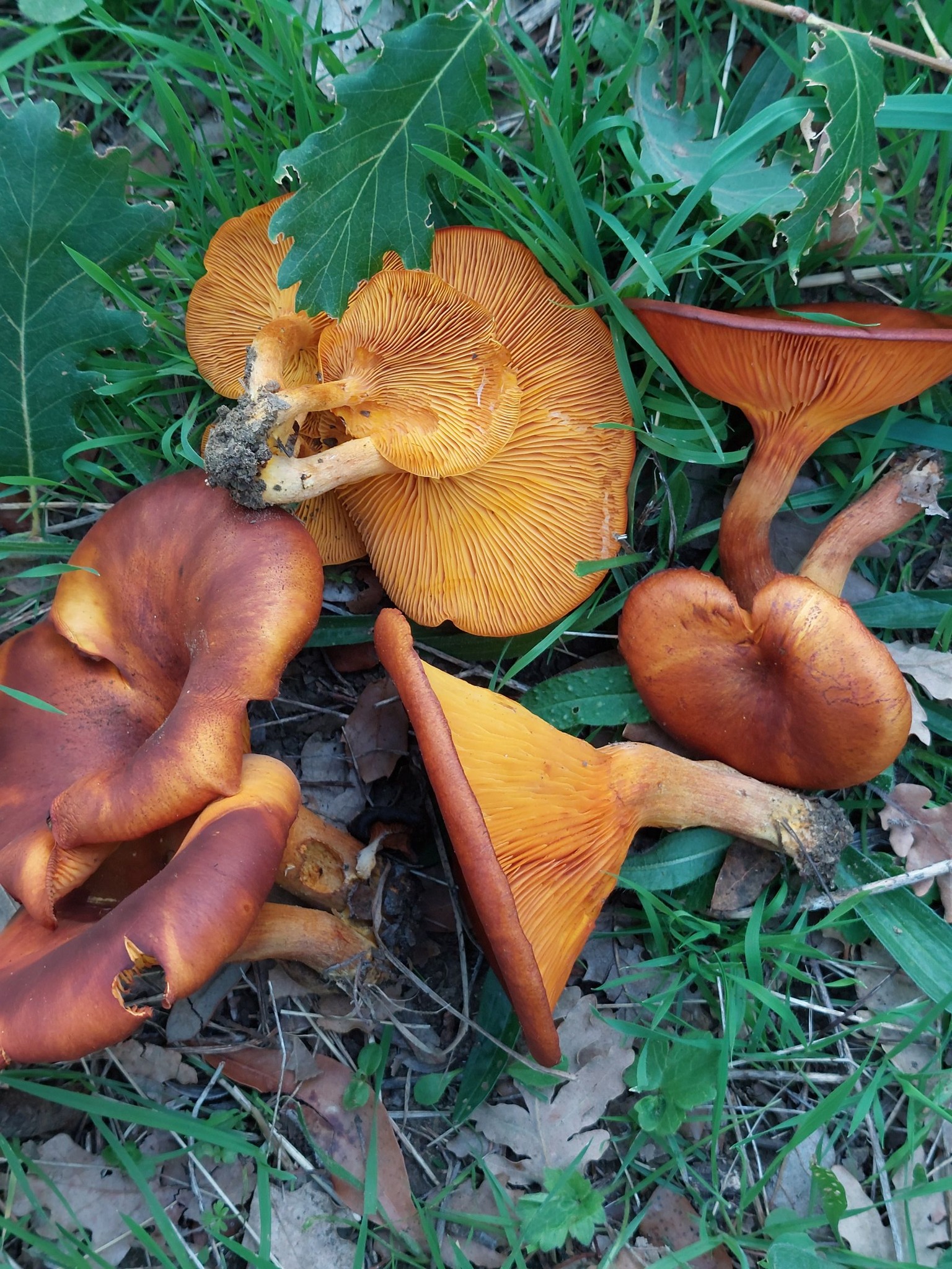 Omphalotus Olearius