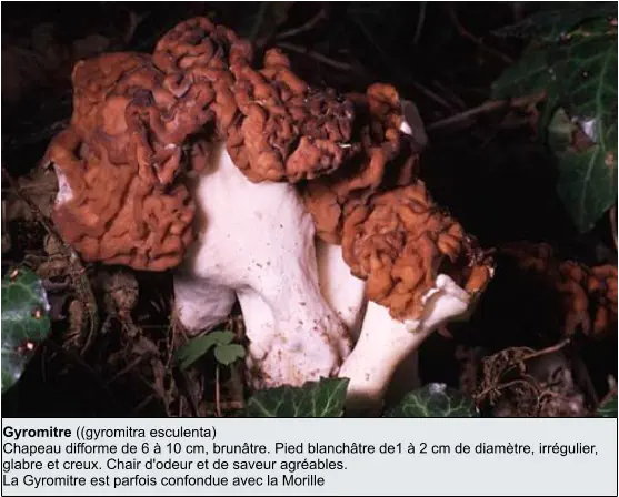 Gyromitre ((gyromitra esculenta) Chapeau difforme de 6 à 10 cm, brunâtre. Pied blanchâtre de1 à 2 cm de diamètre, irrégulier, glabre et creux. Chair d'odeur et de saveur agréables. La Gyromitre est parfois confondue avec la Morille