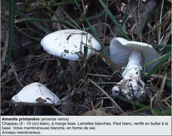 Amanite printanière (amanita verna) Chapeau (5 - 10 cm) blanc, à marge lisse. Lamelles blanches. Pied blanc, renflé en bulbe à la base. Volve membraneuse blanche, en forme de sac.  Anneau membraneux.
