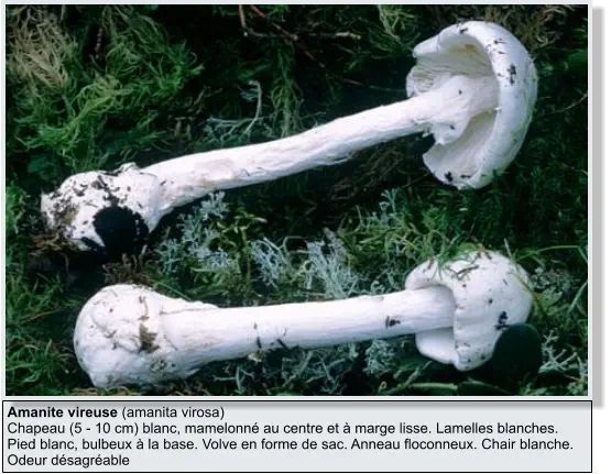 Amanite vireuse (amanita virosa) Chapeau (5 - 10 cm) blanc, mamelonné au centre et à marge lisse. Lamelles blanches. Pied blanc, bulbeux à la base. Volve en forme de sac. Anneau floconneux. Chair blanche. Odeur désagréable