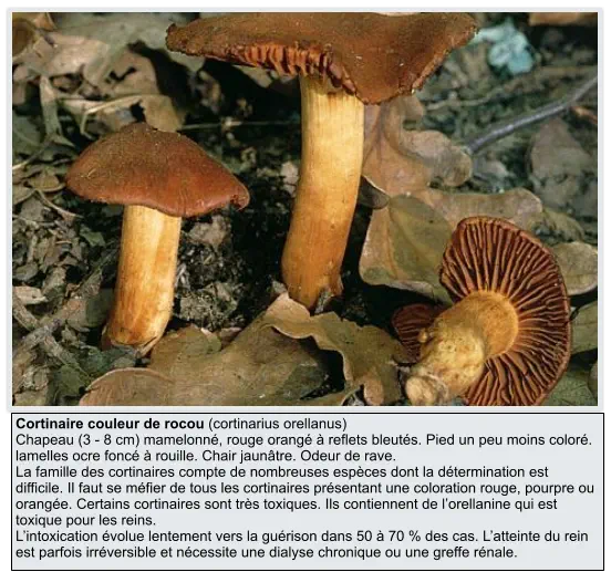 Cortinaire couleur de rocou (cortinarius orellanus) Chapeau (3 - 8 cm) mamelonné, rouge orangé à reflets bleutés. Pied un peu moins coloré. lamelles ocre foncé à rouille. Chair jaunâtre. Odeur de rave. La famille des cortinaires compte de nombreuses espèces dont la détermination est difficile. Il faut se méfier de tous les cortinaires présentant une coloration rouge, pourpre ou orangée. Certains cortinaires sont très toxiques. Ils contiennent de l’orellanine qui est toxique pour les reins. L’intoxication évolue lentement vers la guérison dans 50 à 70 % des cas. L’atteinte du rein est parfois irréversible et nécessite une dialyse chronique ou une greffe rénale.