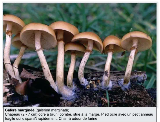 Galère marginée (galerina marginata) Chapeau (2 - 7 cm) ocre à brun, bombé, strié à la marge. Pied ocre avec un petit anneau fragile qui disparaît rapidement. Chair à odeur de farine
