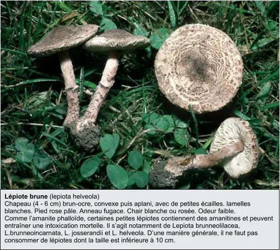 Lépiote brune (lepiota helveola) Chapeau (4 - 6 cm) brun-ocre, convexe puis aplani, avec de petites écailles. lamelles blanches. Pied rose pâle. Anneau fugace. Chair blanche ou rosée. Odeur faible. Comme l’amanite phalloïde, certaines petites lépiotes contiennent des amanitines et peuvent entraîner une intoxication mortelle. Il s’agit notamment de Lepiota brunneolilacea, L.brunneoincarnata, L. josserandii et L. helveola. D’une manière générale, il ne faut pas consommer de lépiotes dont la taille est inférieure à 10 cm.
