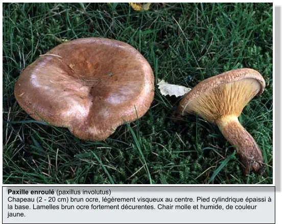 Paxille enroulé (paxillus involutus) Chapeau (2 - 20 cm) brun ocre, légèrement visqueux au centre. Pied cylindrique épaissi à la base. Lamelles brun ocre fortement décurentes. Chair molle et humide, de couleur jaune.