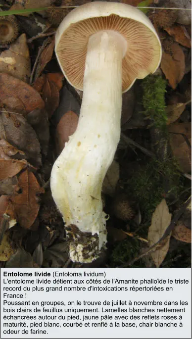 Entolome livide (Entoloma lividum) L'entolome livide détient aux côtés de l'Amanite phalloïde le triste record du plus grand nombre d'intoxications répertoriées en France ! Poussant en groupes, on le trouve de juillet à novembre dans les bois clairs de feuillus uniquement. Lamelles blanches nettement échancrées autour du pied, jaune pâle avec des reflets roses à maturité, pied blanc, courbé et renflé à la base, chair blanche à odeur de farine.