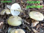 Amanite phalloïde - Champignon MORTEL