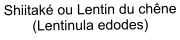 Shiitaké ou Lentin du chêne (Lentinula edodes)