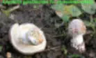 Amanita pantherina f. stramineovelata (Amanite panthère à voile jaune paille)
