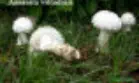 Saproamanita vittadinii récolté sur la commune de Thoiras