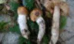 Cortinarius sergianus (Photo Laurette BASSET)