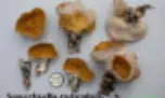 Sowerbyella radiculata (pezize à petite racine)