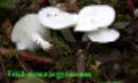 Tricholoma argyraceum, récolté sur la commune de Tornac (30)