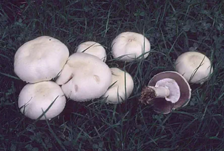 Agaricus arvensis