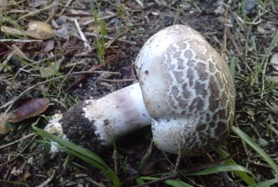 Agaricus bresadolanus