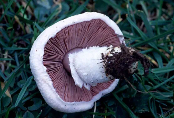 Agaricus campestris