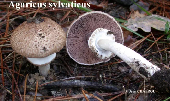 Agaricus sylvaticus (agaric des forêts)