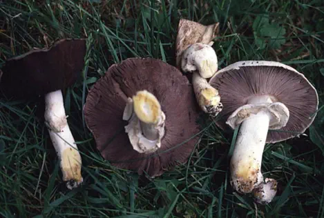 agaricus xanthodermus