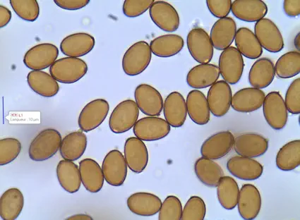 Agrocybe pediades (spores) récolté sur la commune de Lussan (30)
