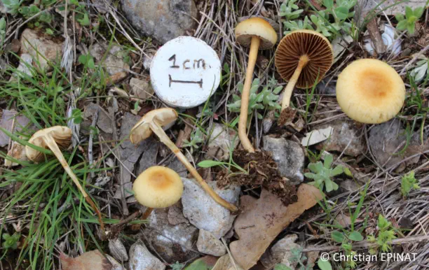 Agrocybe pediades récolté sur la commune de Lussan (30)
