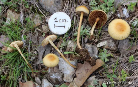 Agrocybe pediades récolté sur la commune de Lussan (30)