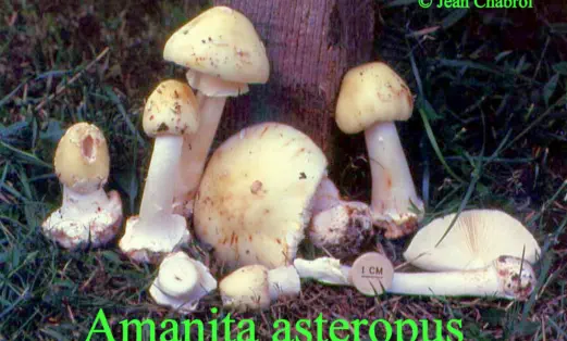 Amanita asteropus récolté sur la commune de Saint Michel de Double (24)
