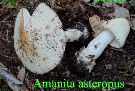 Amanita asteropus récolté sur la commune de Seignosse (40)