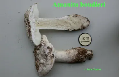 Amanita boudieri