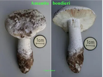 Amanita boudieri