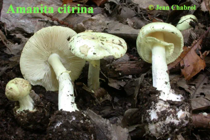 Amanita citrina - récoltée à Saint Paul La Coste (30)