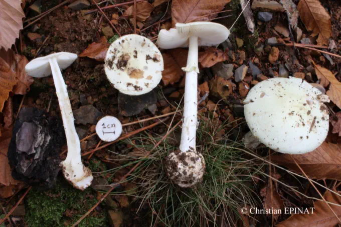 Amanita citrina (Amanite citrine)