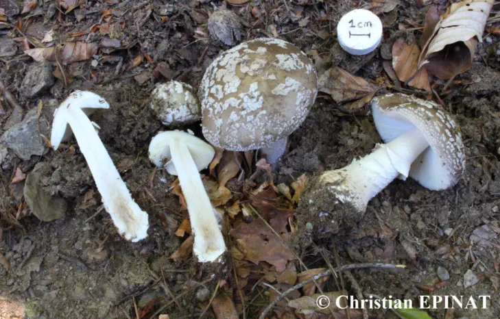 Amanita excelsa var. spissa récoltée sur la commune de Saint Maurice de Ventalon (48)