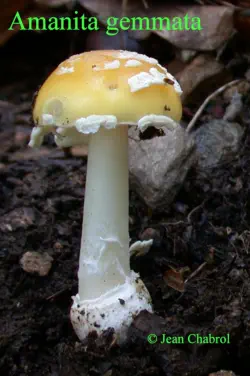 Amanita gemmata (amanite jonquille)