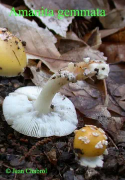 Amanita gemmata (amanite jonquille)