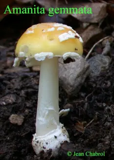 Amanita gemmata (amanite jonquille)