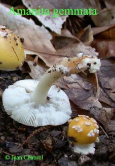 Amanita gemmata (amanite jonquille)
