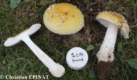 Amanita gemmata récoltée sur la commune de Branoux les Taillades (30)