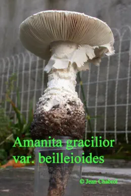 Amanita gracilior v beilleioides (amanite gracile à lames saumon)