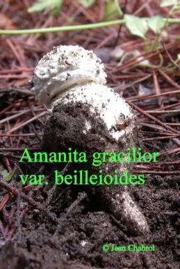 Amanita gracilior v beilleioides (amanite gracile à lames saumon)