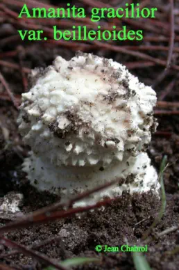 gracilior v beilleioides (amanite gracile à lames saumon)
