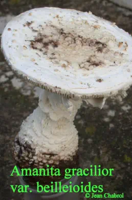 Amanita gracilior v beilleioides (amanite gracile à lames saumon)