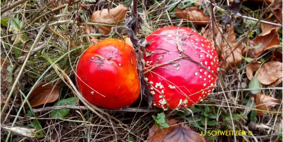 Amanita muscaria récoltée sur la commune de Usclades et Rieutord (07)