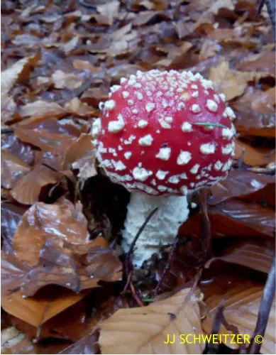 Amanita muscaria récoltée sur la commune de Usclades et Rieutord (07)