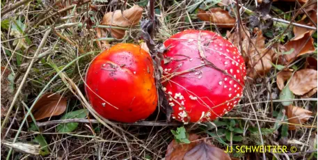 Amanita muscaria récoltée sur la commune de Usclades et Rieutord (07)