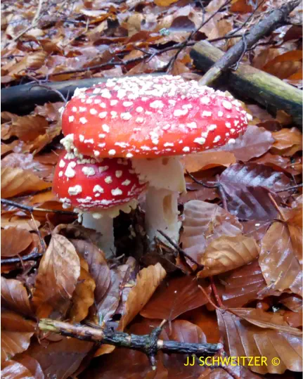 Amanita muscaria récoltée sur la commune de Usclades et Rieutord (07)