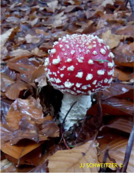 Amanita muscaria récoltée sur la commune de Usclades et Rieutord (07)