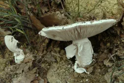 Amanita ovoidea