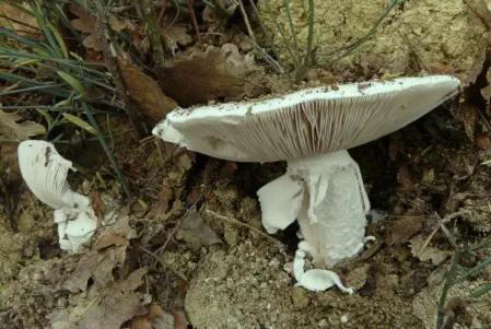 Amanita ovoidea