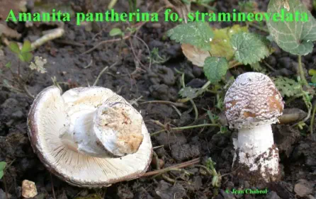 Amanita pantherina f. stramineovelata (Amanite panthère à voile jaune paille)